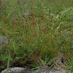 Image result for Bulbostylis densa