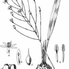 Image result for Eriospermum andongense