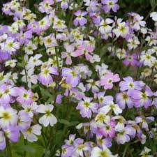 Image result for Malcolmia maritima