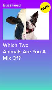 Everyone Is A Mix Of Two Animals Here S Yours In 2020 Quizzes Funny Fun Quizzes Animal Quiz