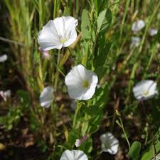 Check spelling or type a new query. Montana Invasive Weeds Weed Identification Terranova Llc