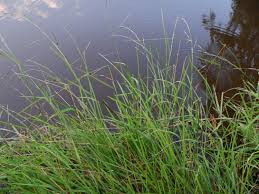 Image result for Glyceria fluitans