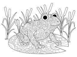 grenouille sur un lis dans livre de coloriage marais pour la trame d adultes illustration stock du decoration lotus 101753062 renard