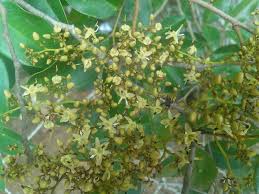 Image result for Dialium