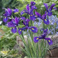 Iris De Hollande Blue Magic Dutch Iris Iris Garden Express