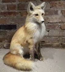 Fox Gifs Page 214 Wifflegif The best gifs are on giphy. fox gifs page 214 wifflegif
