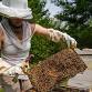 BACKYARD BEES — Craigardan