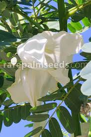 Image result for Sesbania grandiflora
