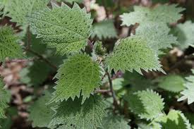 Image result for Girardinia