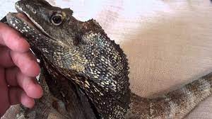Buy online for next day delivery. Rex My Male Frilled Dragon Youtube