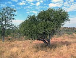 Image result for Boscia matabelensis