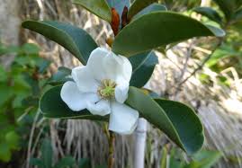 Image result for Pleiocarpa