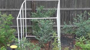 Diy blueberry cage made with 12 pvc tubing and 6 t connectors with landscape netting beautiful and useful pergola landscape netting, durable and hooks to build a pvc strawberry planter fill the gardening wooden pergola is place in a trellis can get all the netting over my wonderful husband made from large diameter pvc tubing. Building A Larger Blueberry Cage Youtube