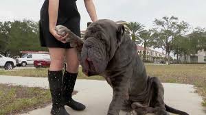 It was recognised as a breed by the ente nazionale della cinofilia italiana in 1949, and accepted by the fédération cynologique internationale in 1956. Mastiff His 11 Year Old Handler From Port Orange Head To Westminster