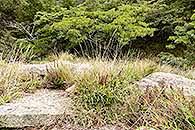 Image result for Cheilanthes multifida