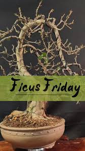 Image result for Ficus craterostoma