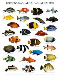 69 Punctual Freshwater Tropical Fish Chart