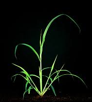 Image result for Rottboellia