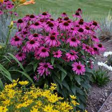 Check spelling or type a new query. Echinacea Purple Emperor Pp24459 Walters Gardens Inc