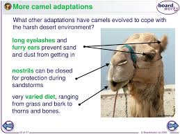 How does camel compare to servicemix? Ppt Different Types Of Environment Powerpoint Presentation Free Download Id 6746163