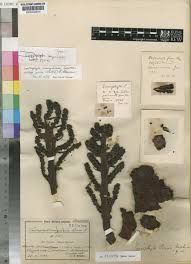 Image result for Sarcophyte