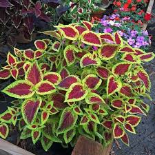 Maybe you would like to learn more about one of these? Jual Tanaman Hias Penghias Rumah Miana Urat Merah Coleus Wizard Scarlet Di Lapak Ibad Garden Bukalapak