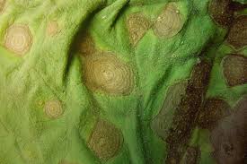Alternaria Cucumerina ile ilgili gÃ¶rsel sonucu