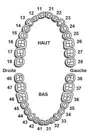 Permanent Dentition Adult Teeth Concept Dentaire Rive Sud