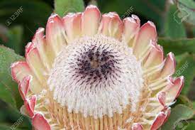 Check spelling or type a new query. A Protea Flower One Of The National Flowers Of South Africa Both Stock Photo Picture And Royalty Free Image Image 117130045