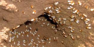 Miller pest & termite (1). Everything You Ever Wanted To Know About Termites Miller Pest Termite