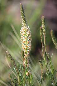 Image result for Hebenstretia