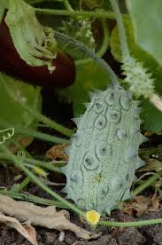 Image result for Cucumis metuliferus