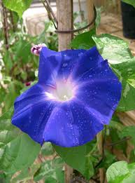 Image result for Ipomoea blepharophylla