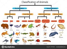 Education Chart Of Biology For Classification Of Animals