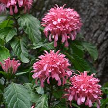 Image result for Justicia carnea