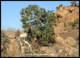 Image result for Ficus abutilifolia