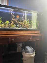Premium Photo | Photoshoot Of 75 Gallon Tank Discus With Anubias Nana And  Brazilian Pennyw Aqua Concept Idea Layout