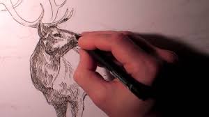 Hd pencil drawings of bull elk vector design. Bull Elk Drawing Youtube