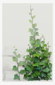 Green leafed vine plant, vine plant ivy tree, others transparent background png clipart. Vine Plant Png Transparent Vine Plant Png Image Free Download Pngkey