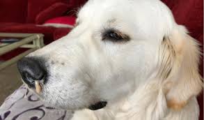 The most common type of cancers affecting the animal's nose are carcinomas and sarcomas, both of which are locally invasive. Rhinitis In Dogs Petcoach