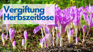 Die blätter von maiglöckchen und herbstzeitlosen sehen bärlauch zum verwechseln ähnlich. Giftige Herbstzeitlose Giftige Blume Im Garten Medinstrukt