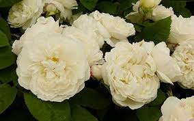 Check spelling or type a new query. The 14 Best Pure And Beautiful White Rose Varieties