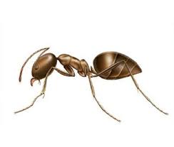 Ant Species Of Australia Rentokil Pest Control