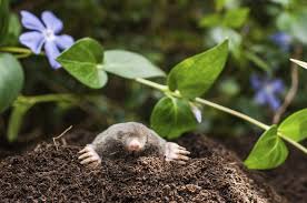 The mole (scapanus spp.) is a destructive presence in a lawn or garden, even though it doesn't include plants in its diet. Tips For Mole Control Learn About Natural Mole Repellents