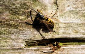 Wann man zur behandlung beim arzt muss manche menschen reagieren grundsätzlich stärker auf insektenstiche als andere. Wespenstich Behandeln So Harmlos Ist Der Insektenstich Wirklich