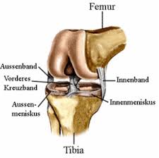 Maybe you would like to learn more about one of these? Kniegelenksarthroskopien Ukm Allgemeine Orthopadie Und Tumororthopadie