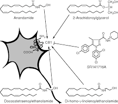Figure 1 From Endocannabinoids Endogenous Cannabinoid Receptor Ligands With Neuromodulatory Action Semantic Scholar