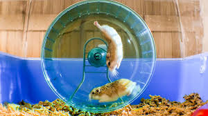 Maybe you would like to learn more about one of these? Russian Hamster Vs Hamster Wheel Pets Wild At Heart Bbc Earth Youtube