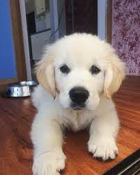 Pin By Www Millersgoldenretrievers Co On Golden Retrievers Golden Retriever Mini Goldendoodle Puppies Dogs Golden Retriever
