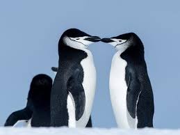 What are some penguin quotes? Fascinating Facts About Penguins